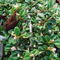 Cotoneaster dammeri